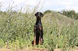 DOBERMANN 759